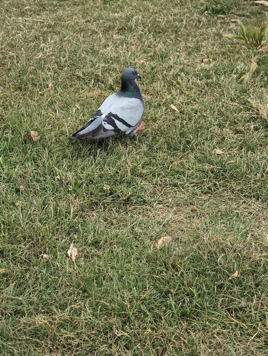 Rock Pigeon (Feral Pigeon) - ML620059522