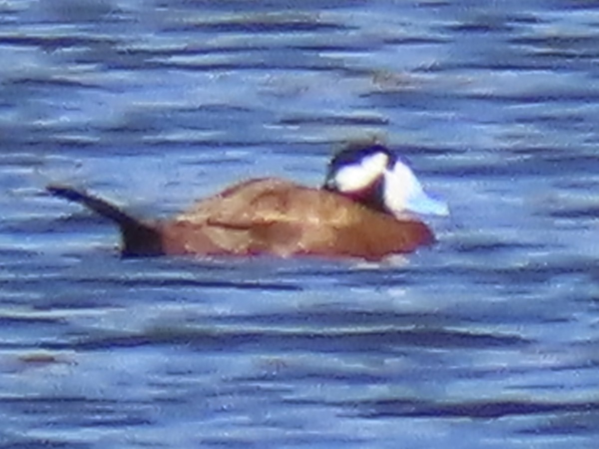 White-headed Duck - ML620059537