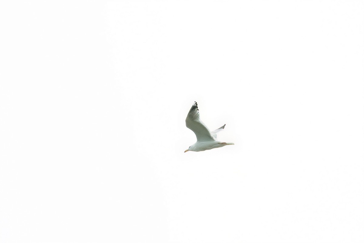 Herring Gull - ML620059545