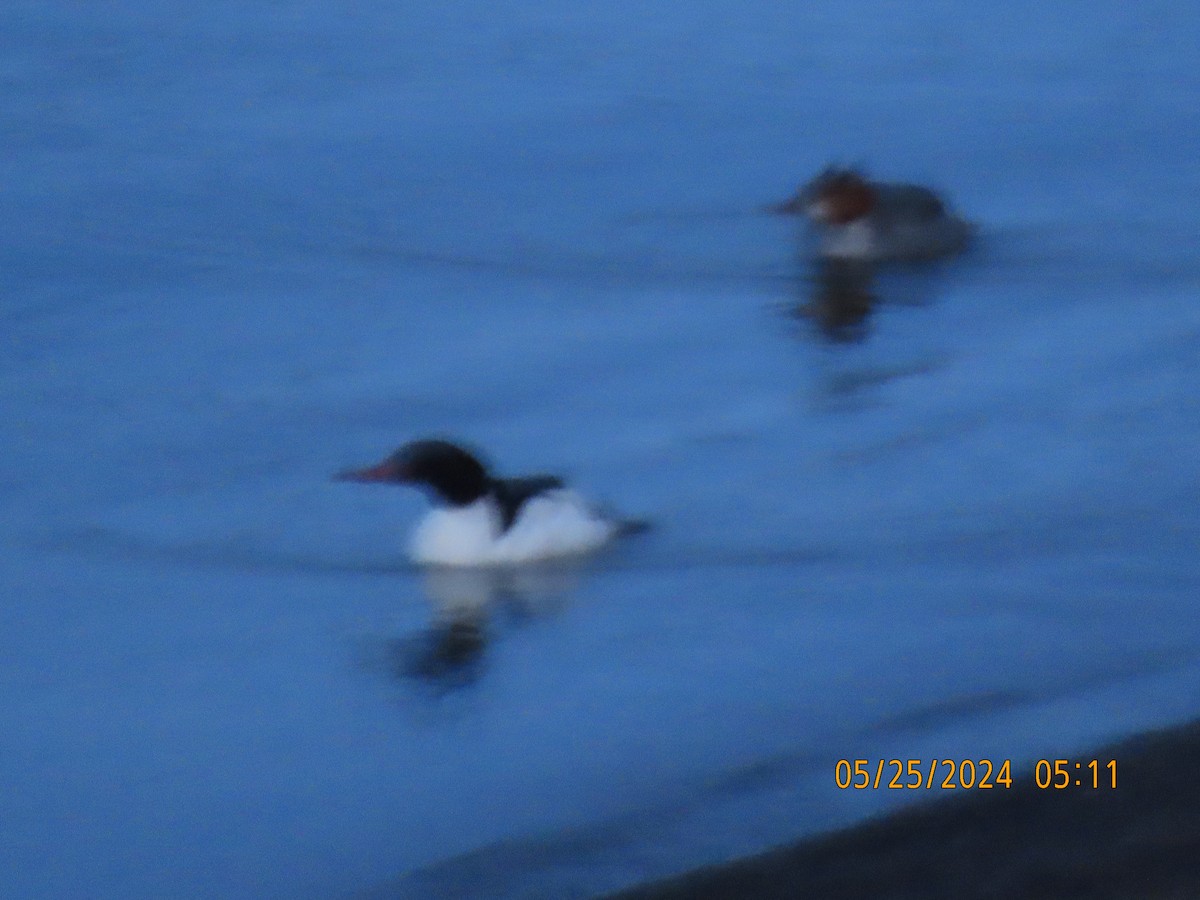 Common Merganser - ML620059546