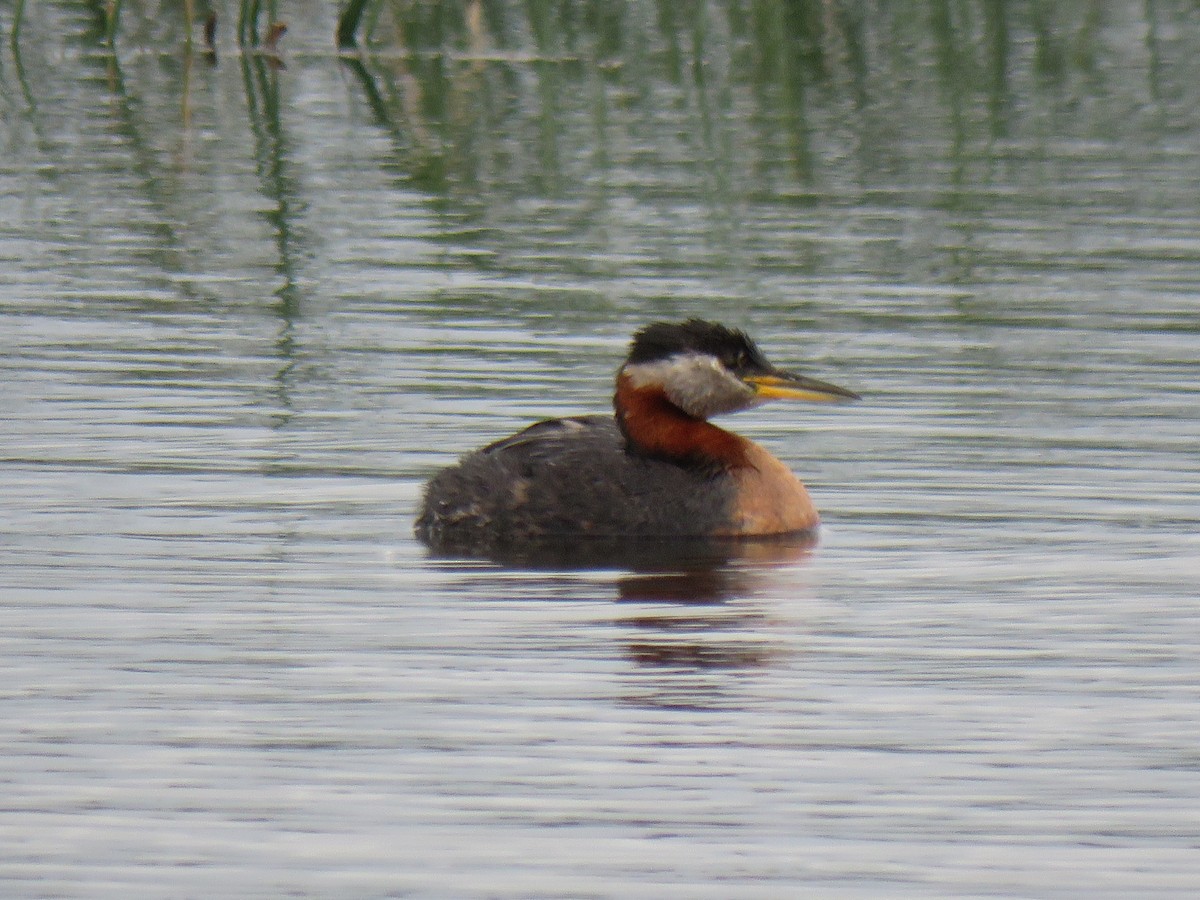 Red-necked Grebe - ML620059550