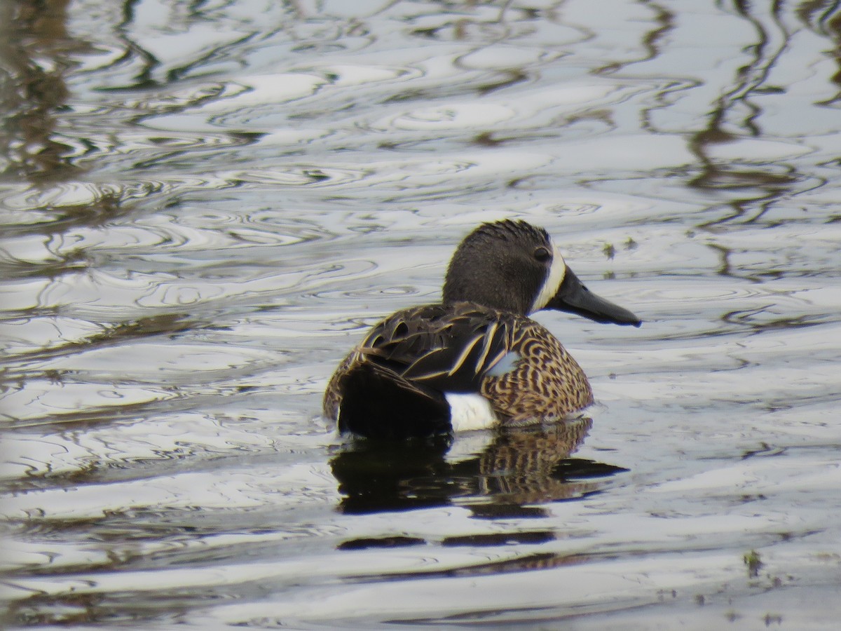 Blue-winged Teal - ML620059551