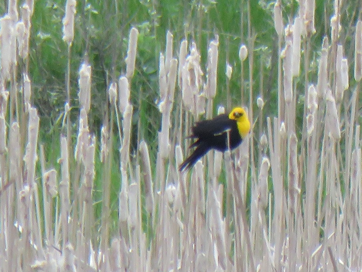 Yellow-headed Blackbird - ML620059560