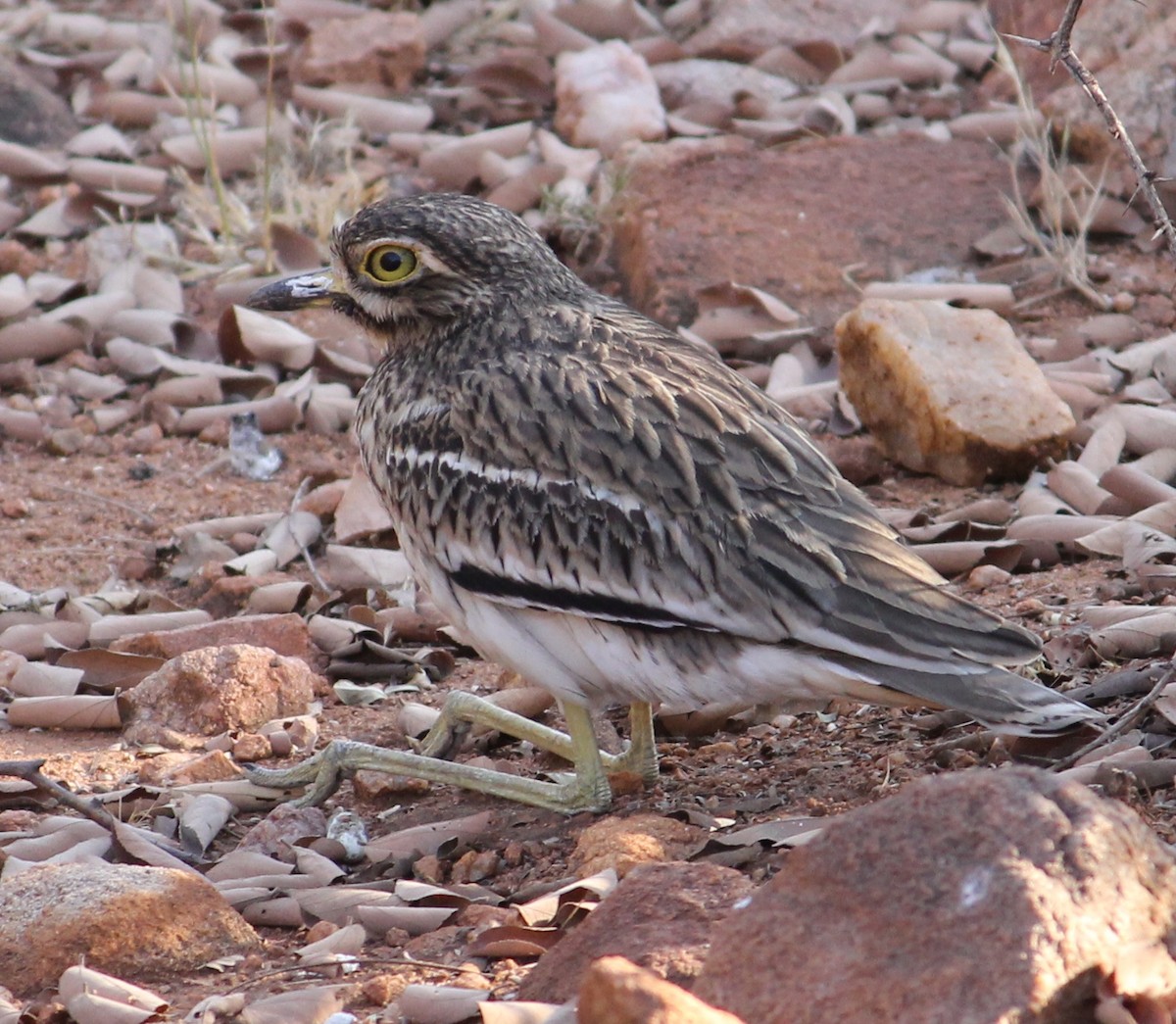 Indian Thick-knee - ML620059561