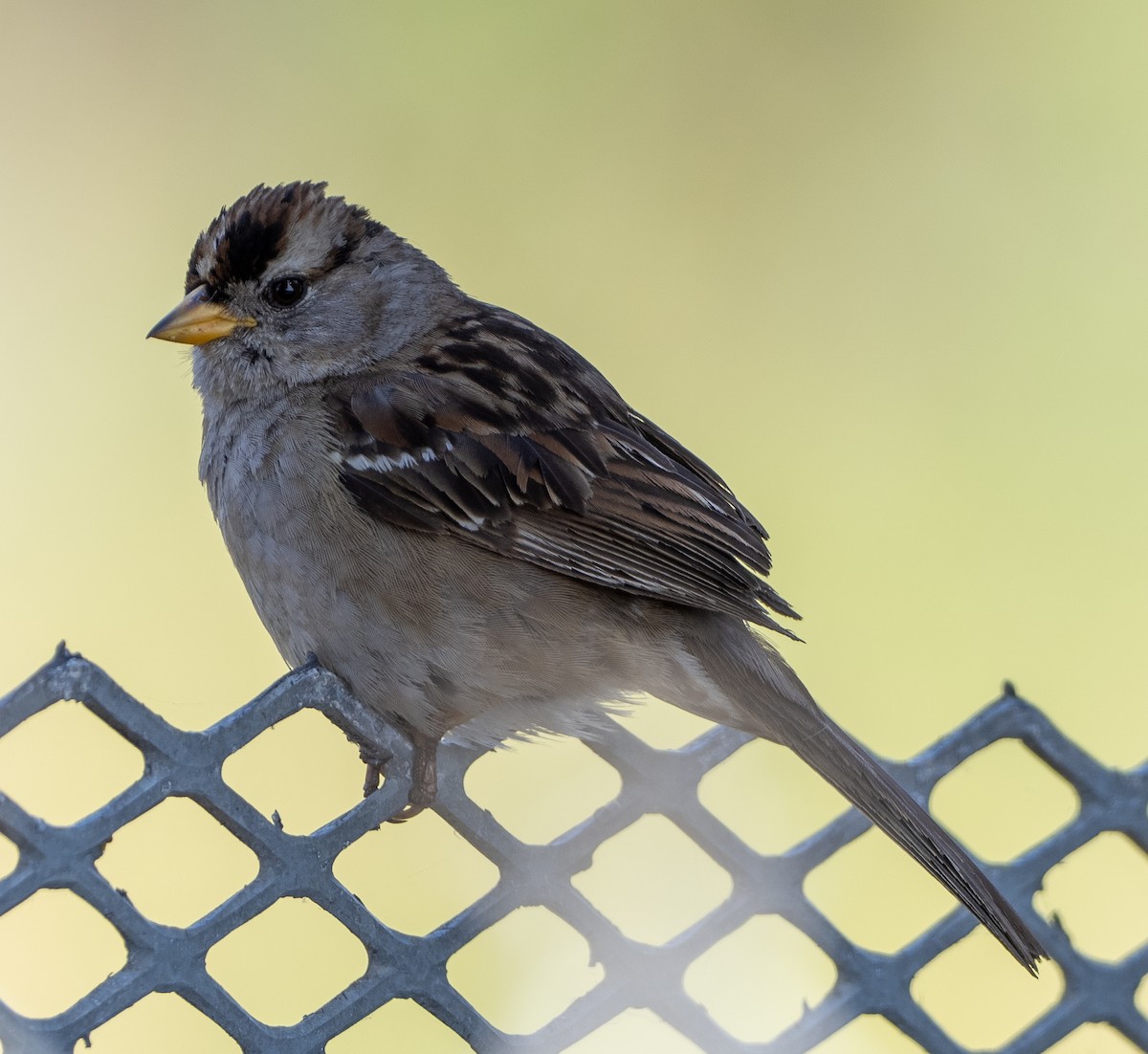 White-crowned Sparrow - ML620059583