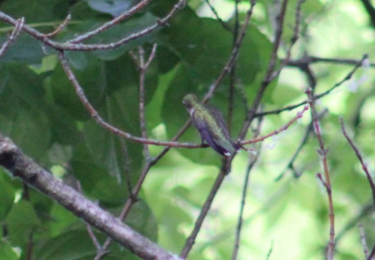 Ruby-throated Hummingbird - ML620059588