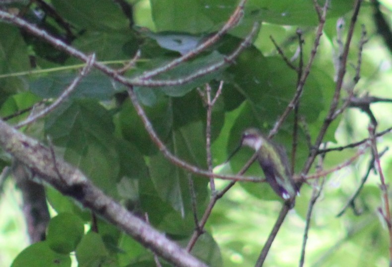 Ruby-throated Hummingbird - ML620059589