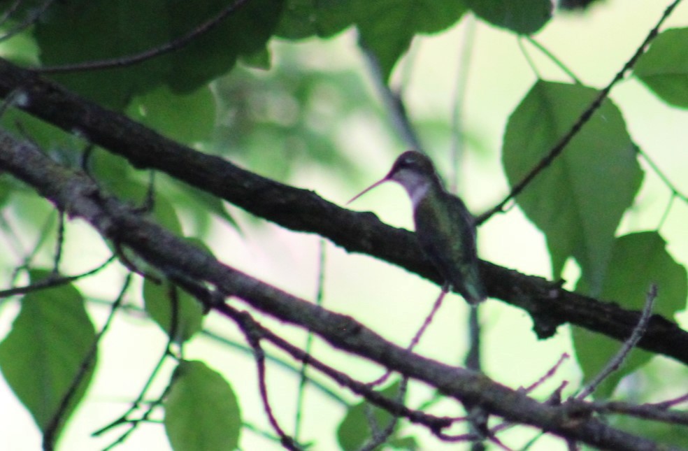 Ruby-throated Hummingbird - ML620059590