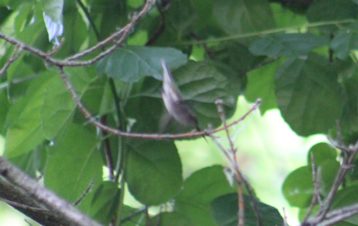 Yakut Boğazlı Kolibri - ML620059591