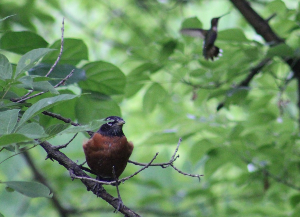 Ruby-throated Hummingbird - ML620059592