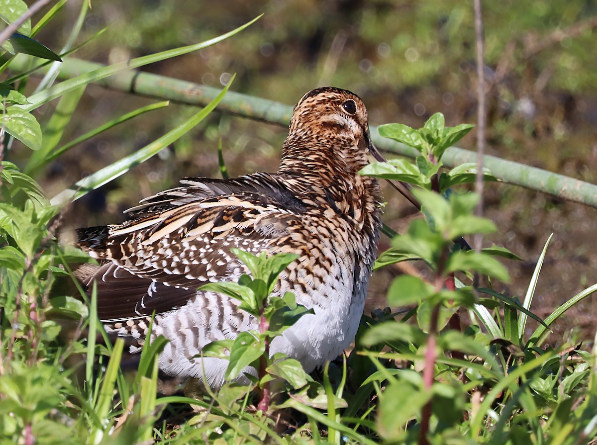 Wilson's Snipe - ML620059622