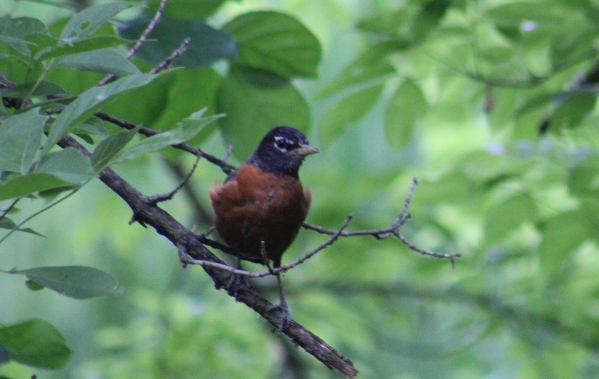 American Robin - ML620059625