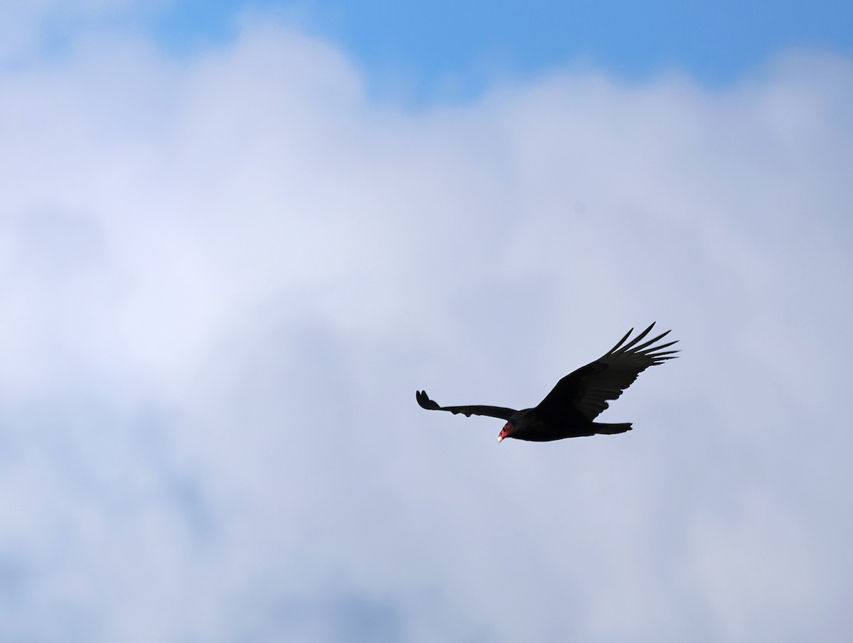 Turkey Vulture - ML620059636