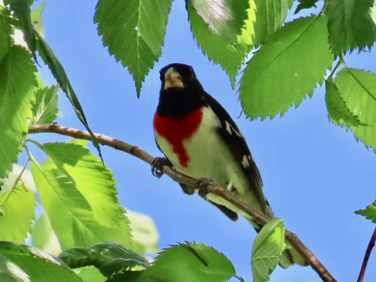 Rose-breasted Grosbeak - ML620059646