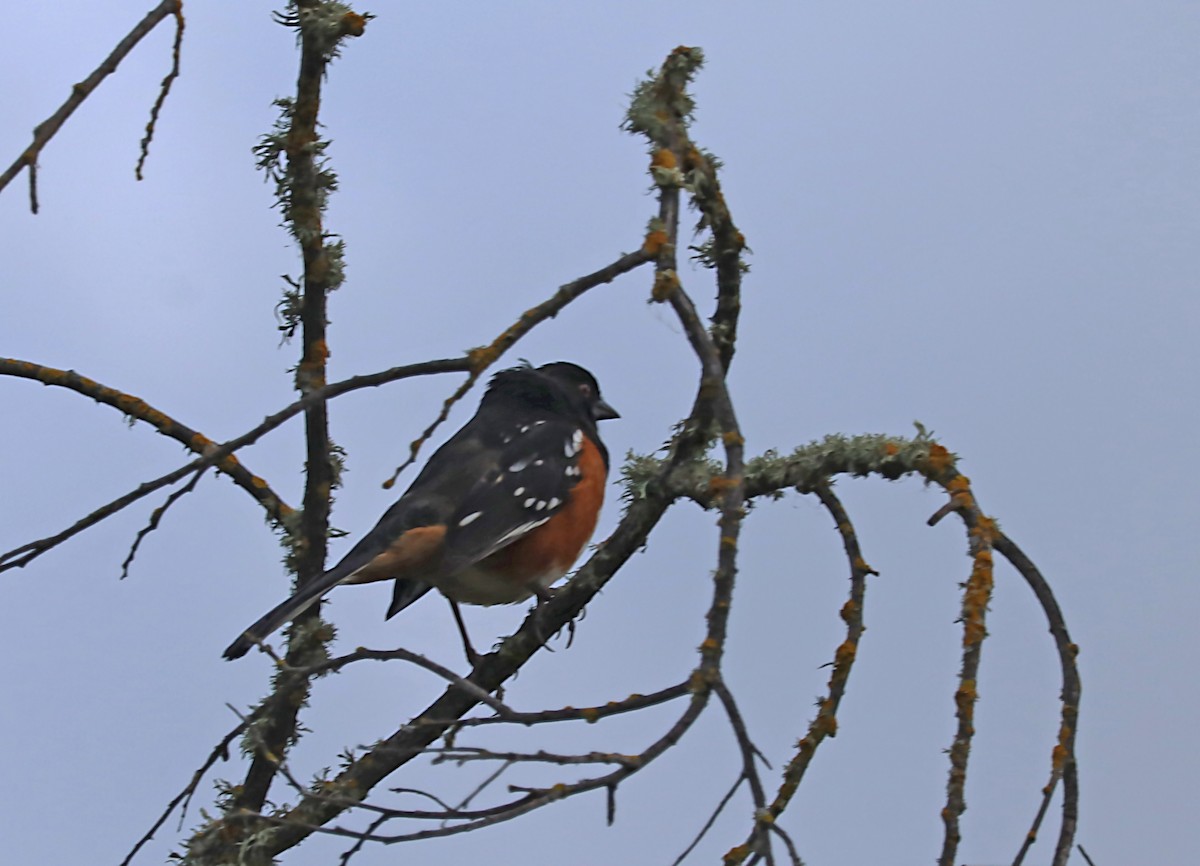 Spotted Towhee - ML620059653