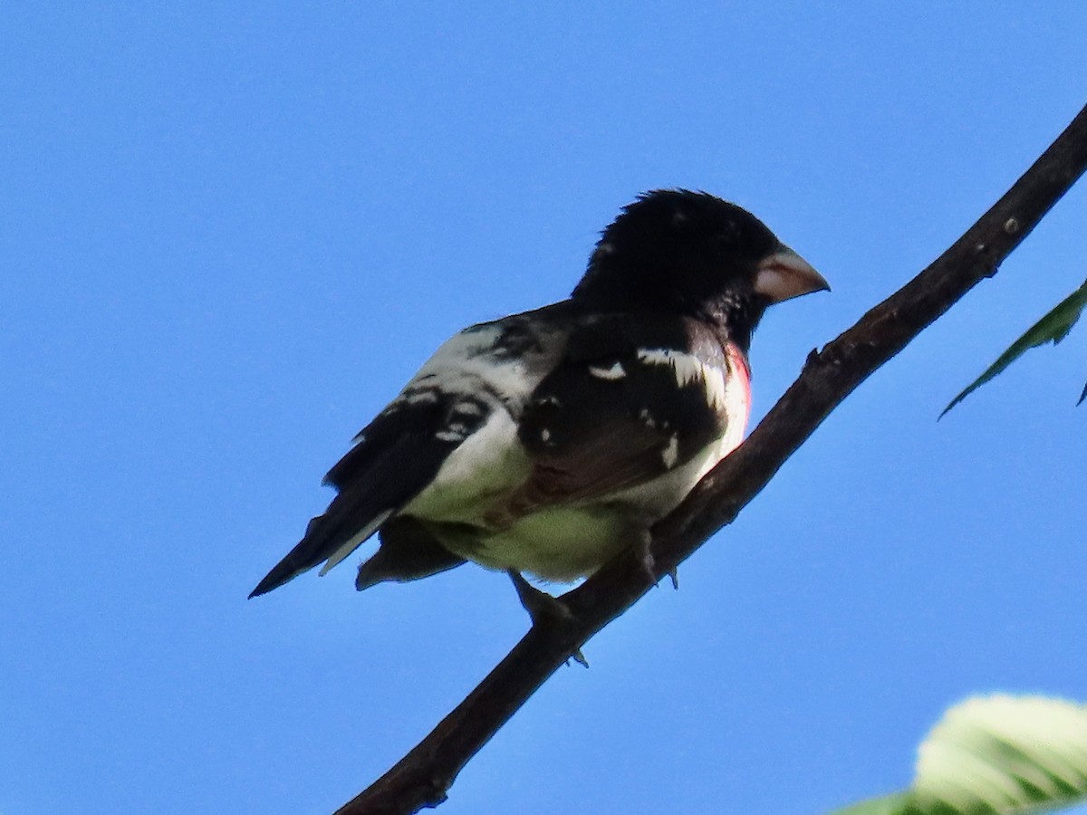 Rose-breasted Grosbeak - ML620059654