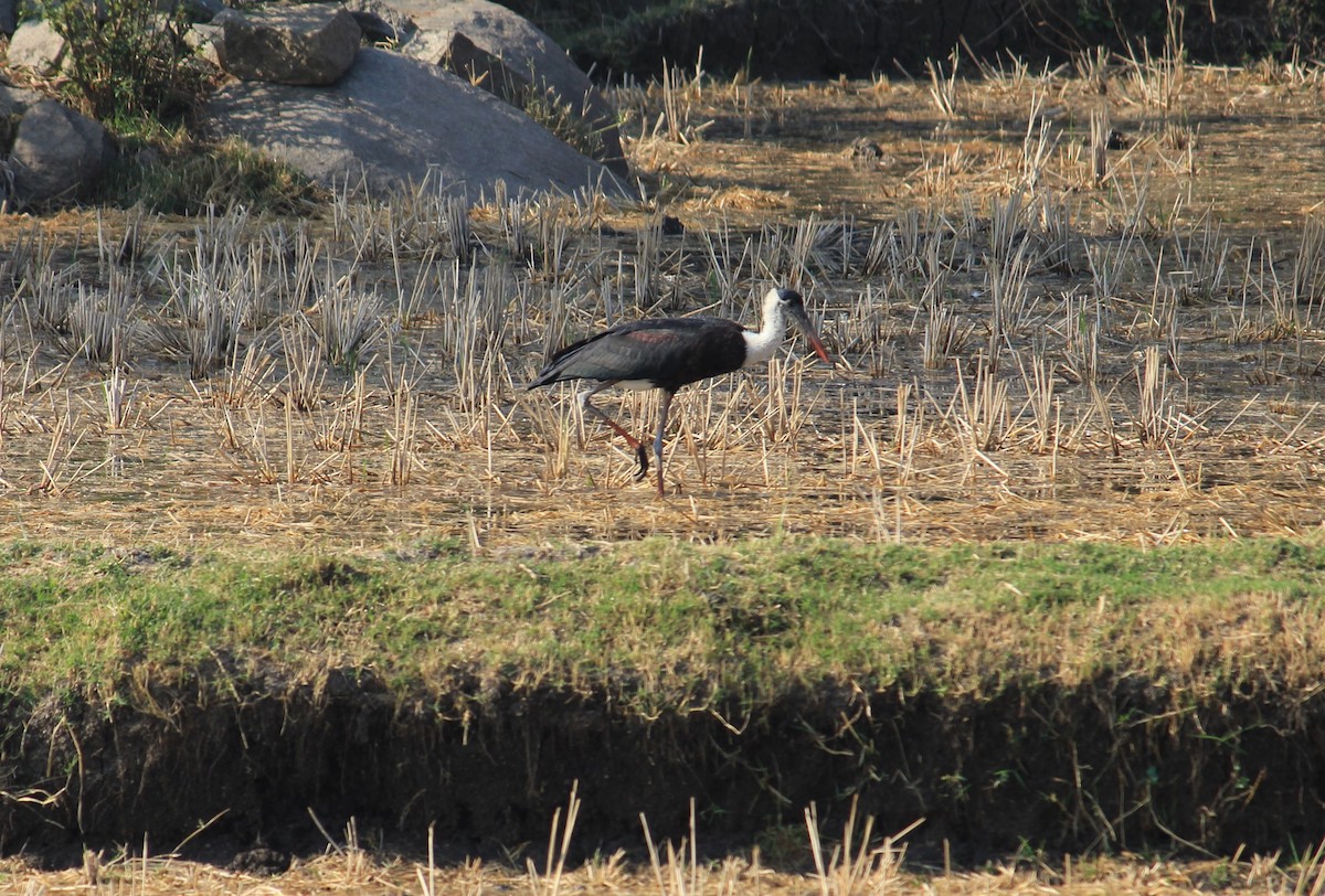 Asian Woolly-necked Stork - ML620059661