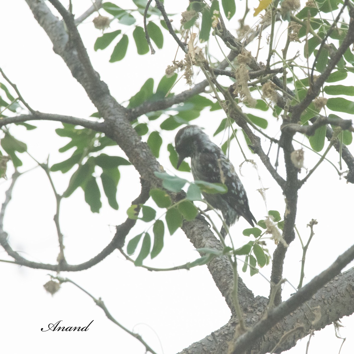 Brown-capped Pygmy Woodpecker - ML620059664