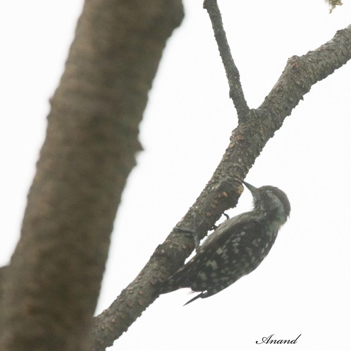 Brown-capped Pygmy Woodpecker - ML620059669