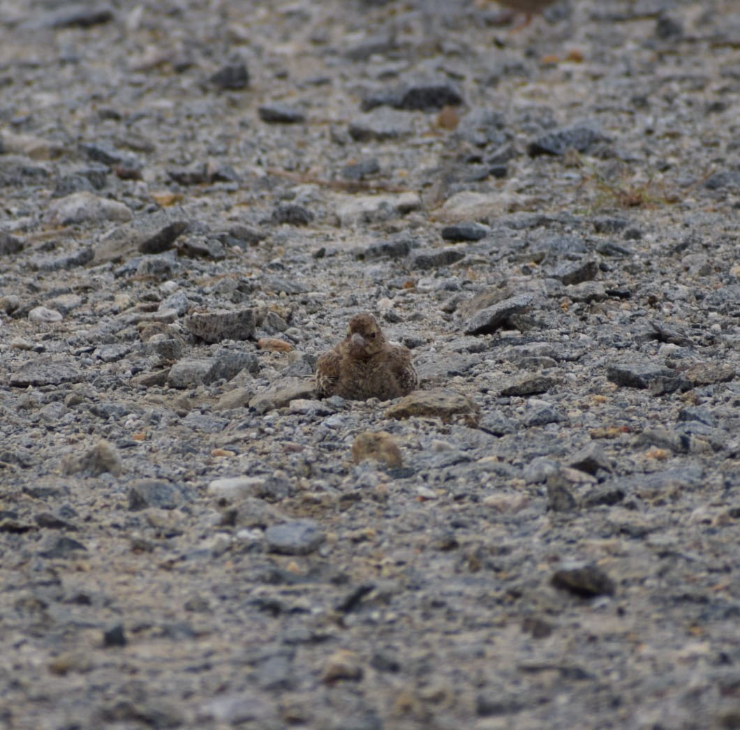 Ashy-crowned Sparrow-Lark - ML620059672