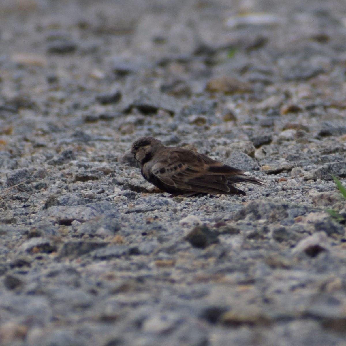 Ashy-crowned Sparrow-Lark - Samarjit Nayak