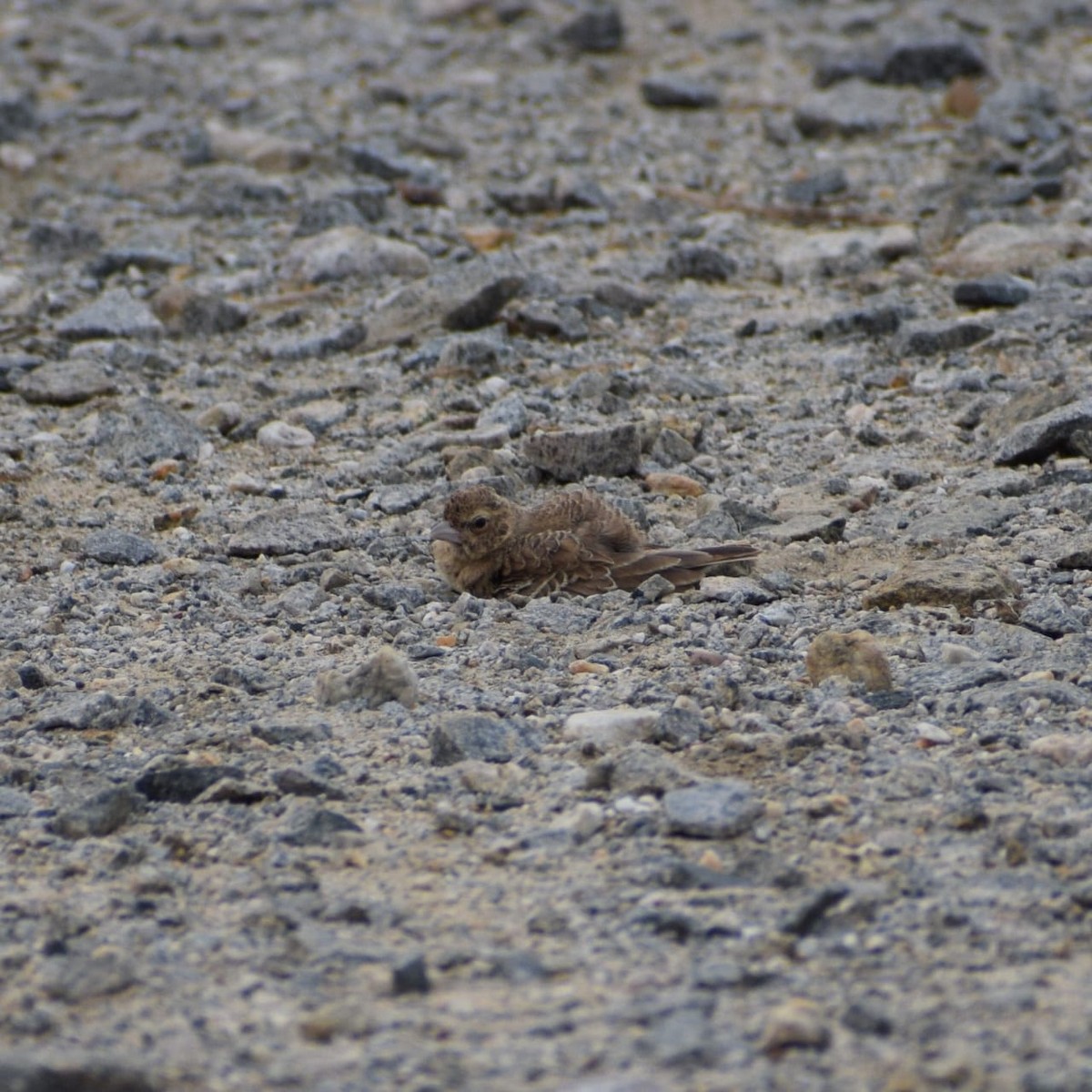 Ashy-crowned Sparrow-Lark - ML620059674