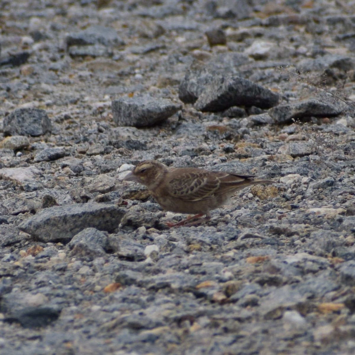 Ashy-crowned Sparrow-Lark - ML620059675