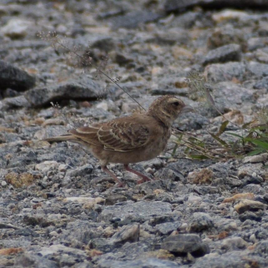 Ashy-crowned Sparrow-Lark - ML620059676