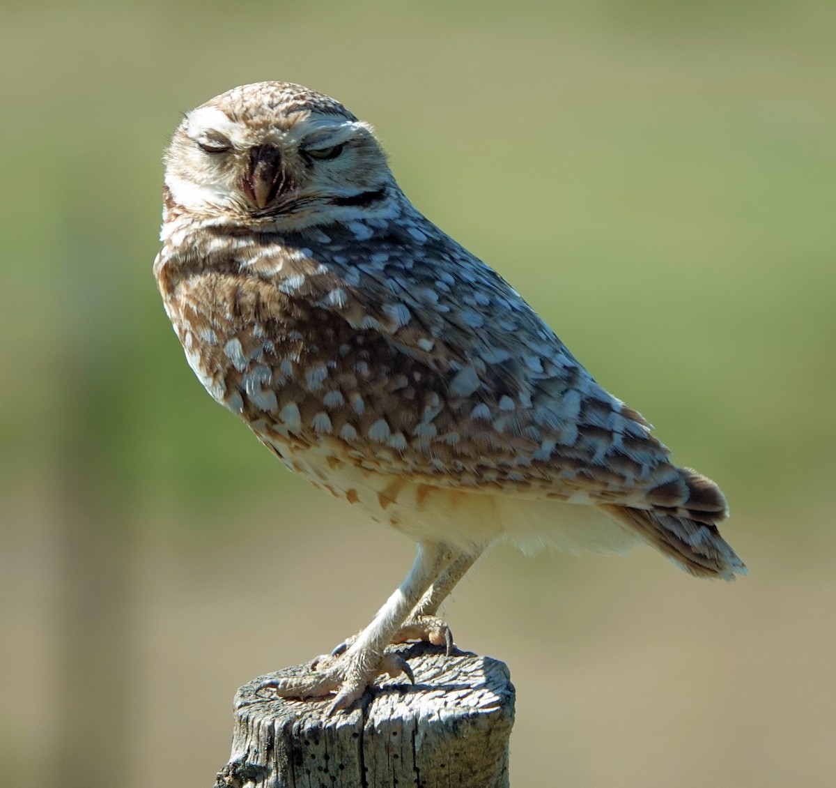 Burrowing Owl - ML620059709