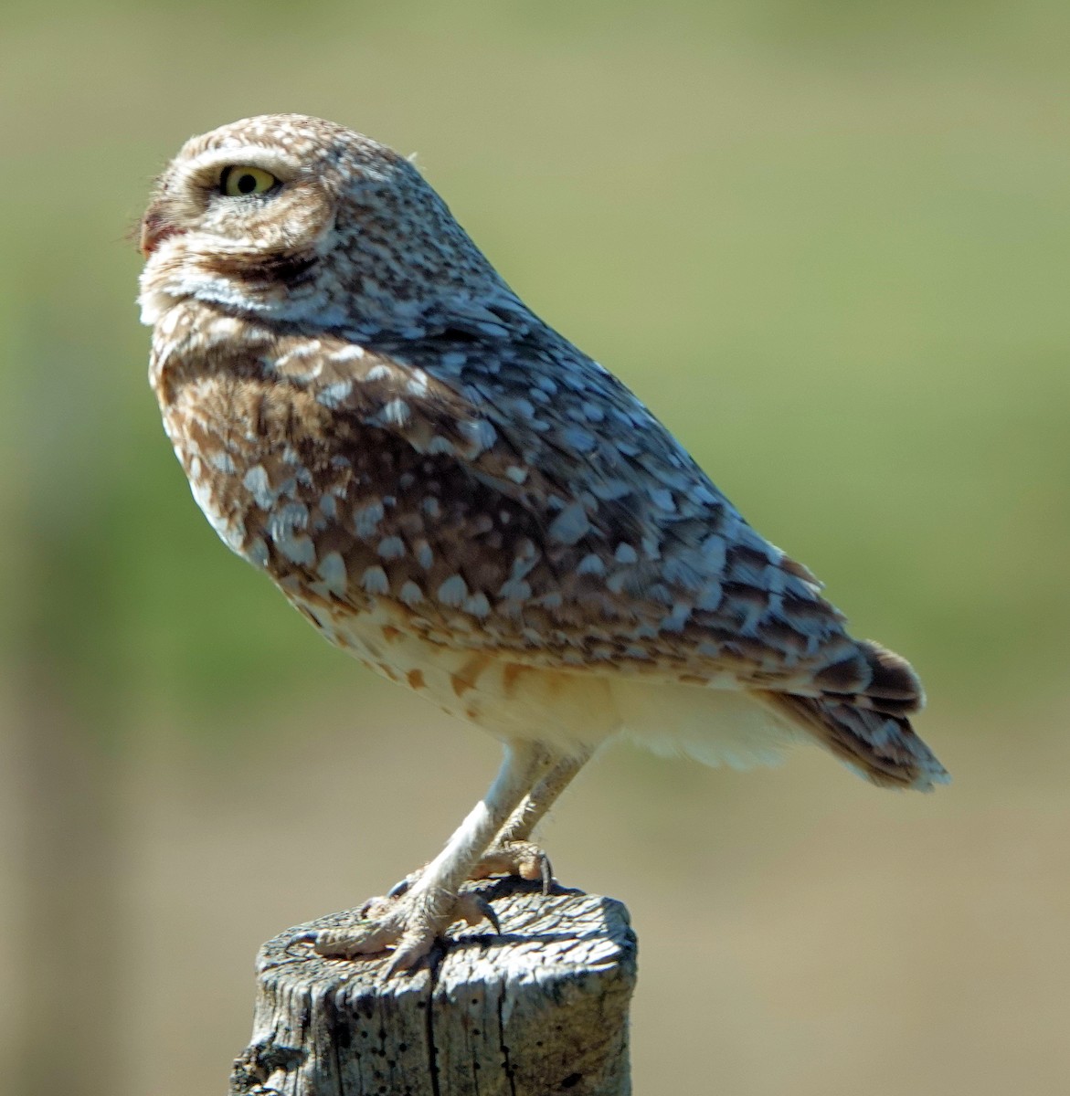 Burrowing Owl - ML620059710