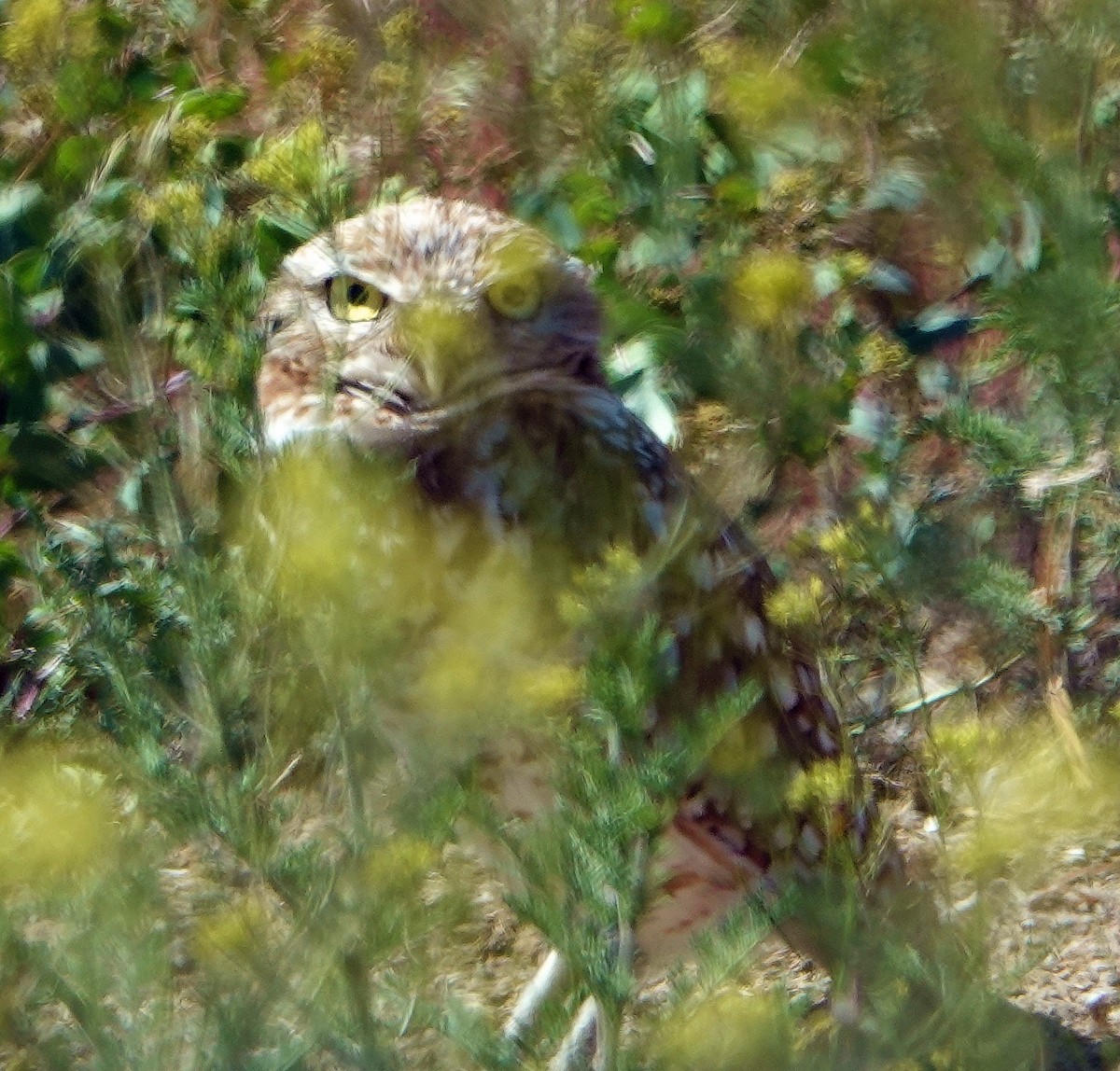 Burrowing Owl - ML620059711