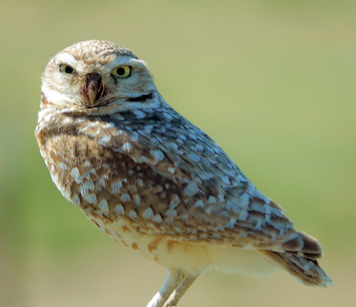 Burrowing Owl - ML620059712