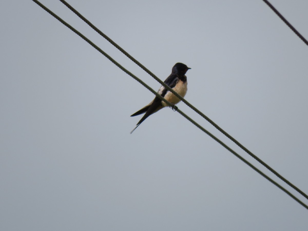 Barn Swallow - ML620059713