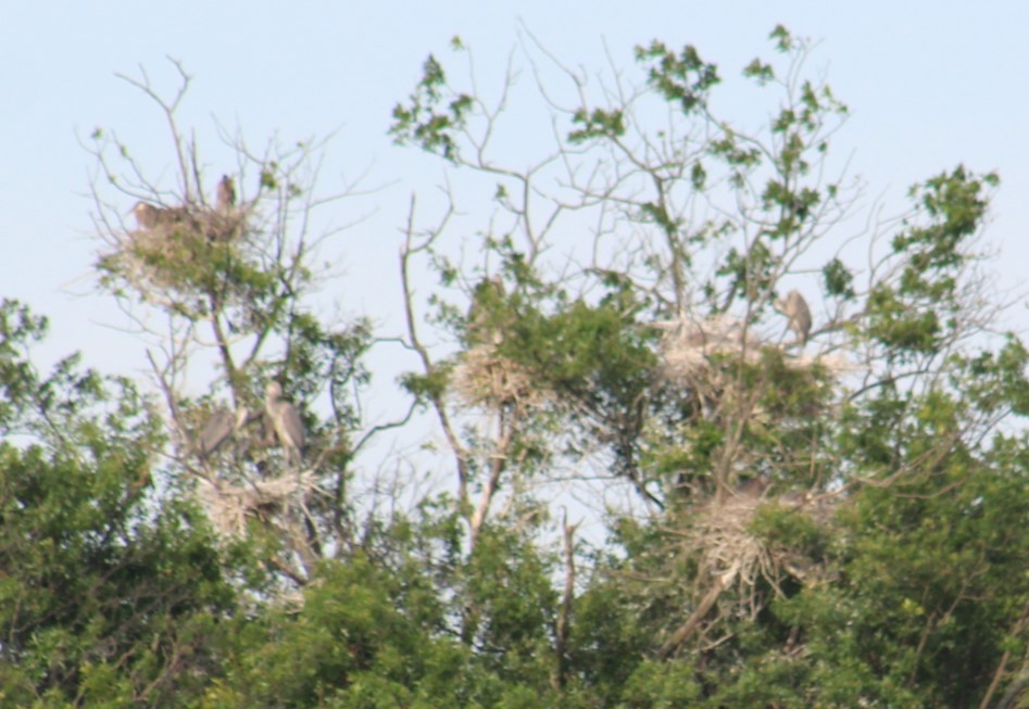 Great Blue Heron - ML620059728