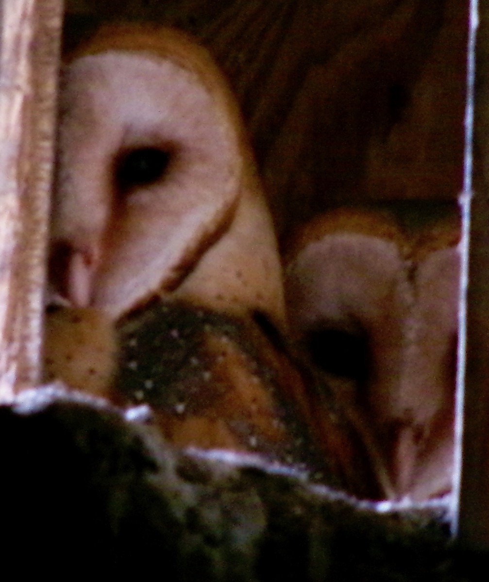 Barn Owl - ML620059734