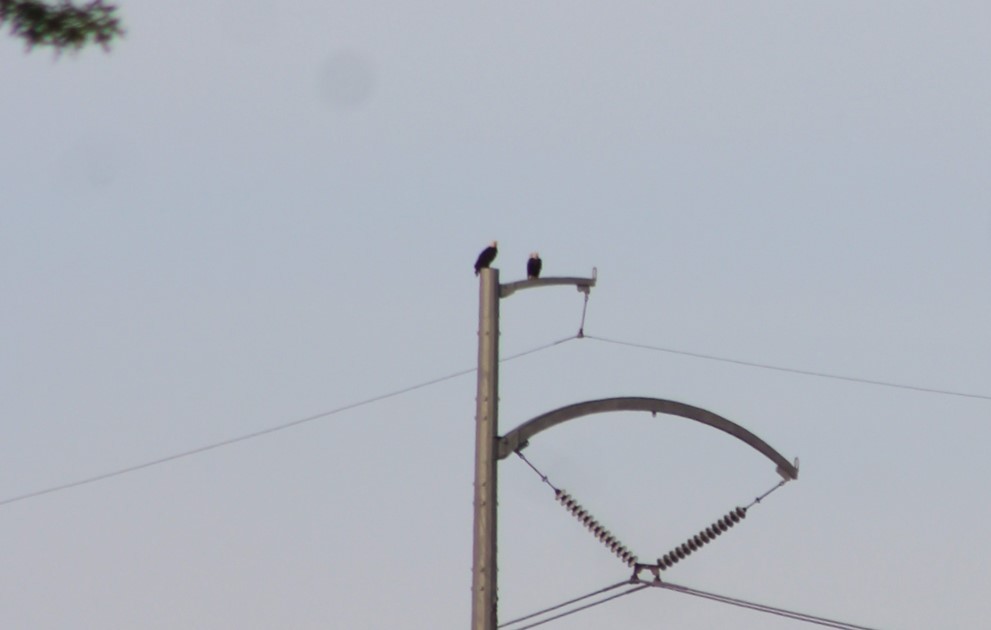 Bald Eagle - ML620059744