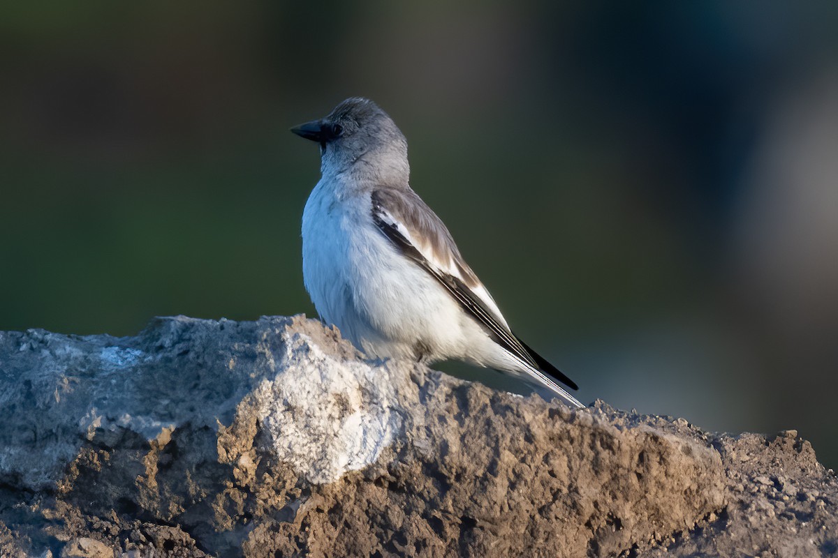 White-winged Snowfinch - ML620059750