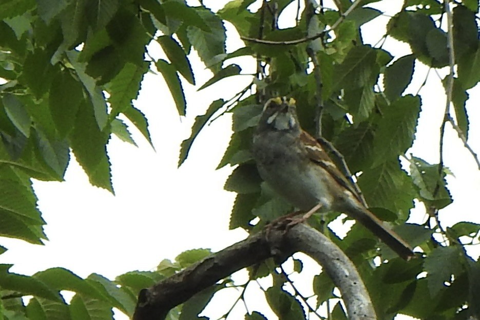 White-throated Sparrow - ML620059757