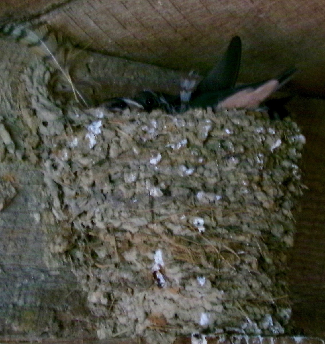 Barn Swallow - ML620059776