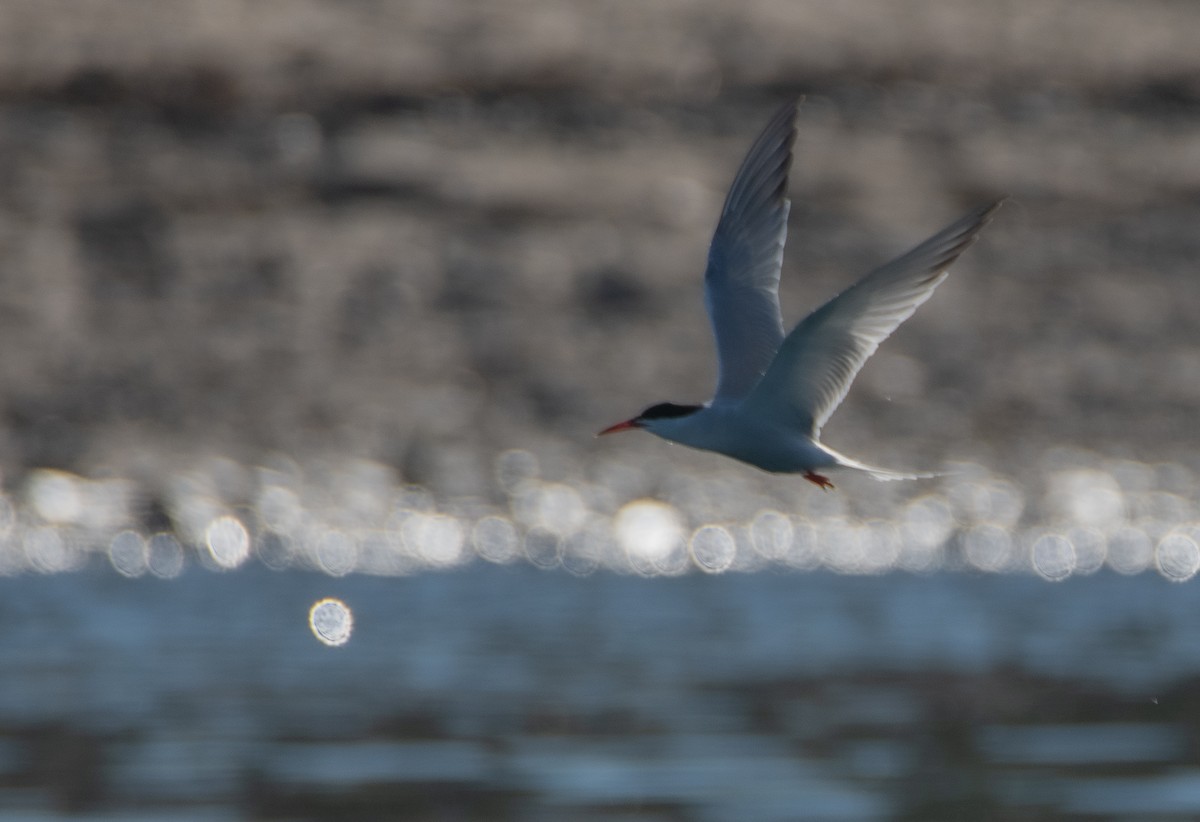 Common Tern - ML620059798