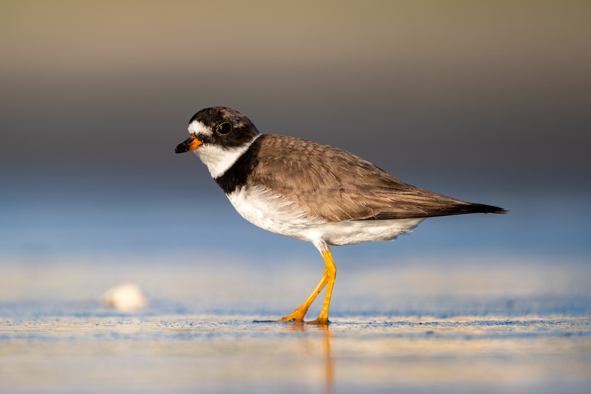Semipalmated Plover - ML620059821