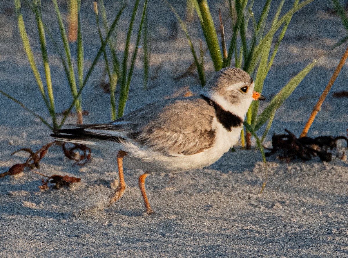 Piping Plover - ML620059827