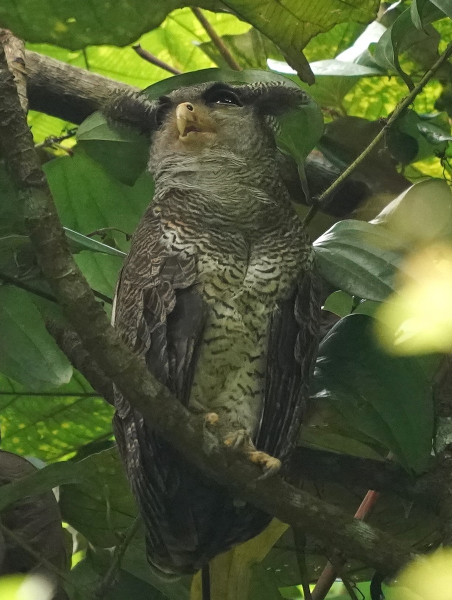 Barred Eagle-Owl - ML620059837