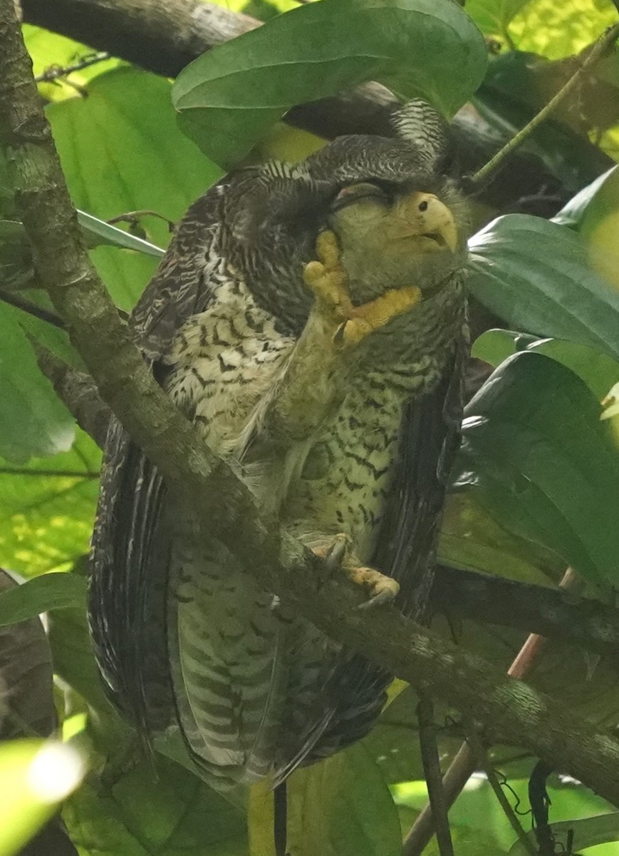 Barred Eagle-Owl - ML620059838