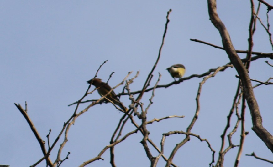 Cedar Waxwing - ML620059855