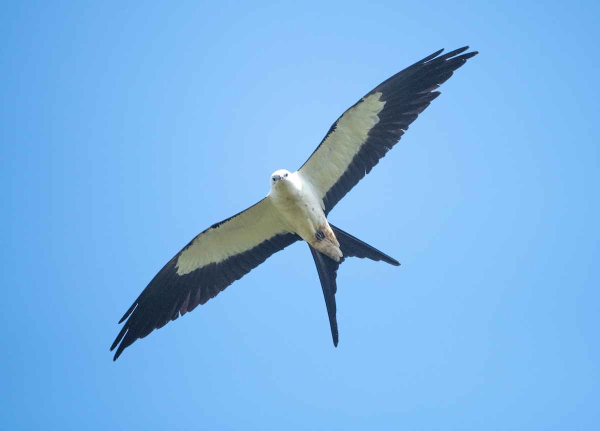 Swallow-tailed Kite - ML620059876