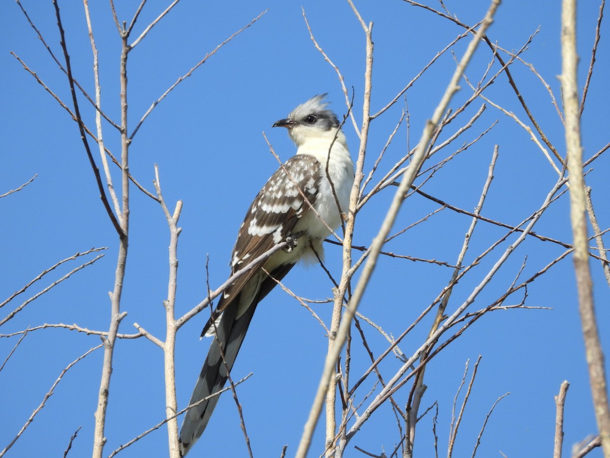 Great Spotted Cuckoo - ML620059879