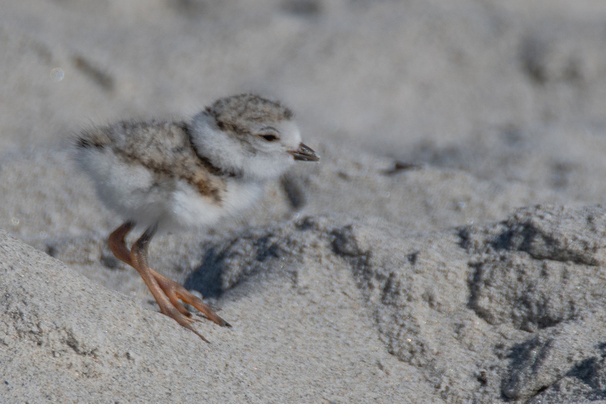Piping Plover - ML620059884