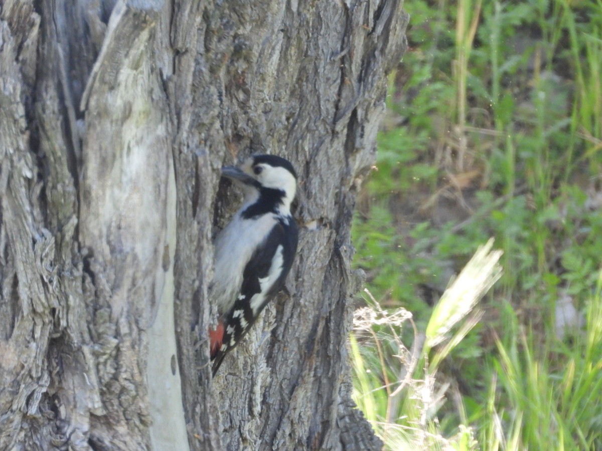 Syrian Woodpecker - ML620059887