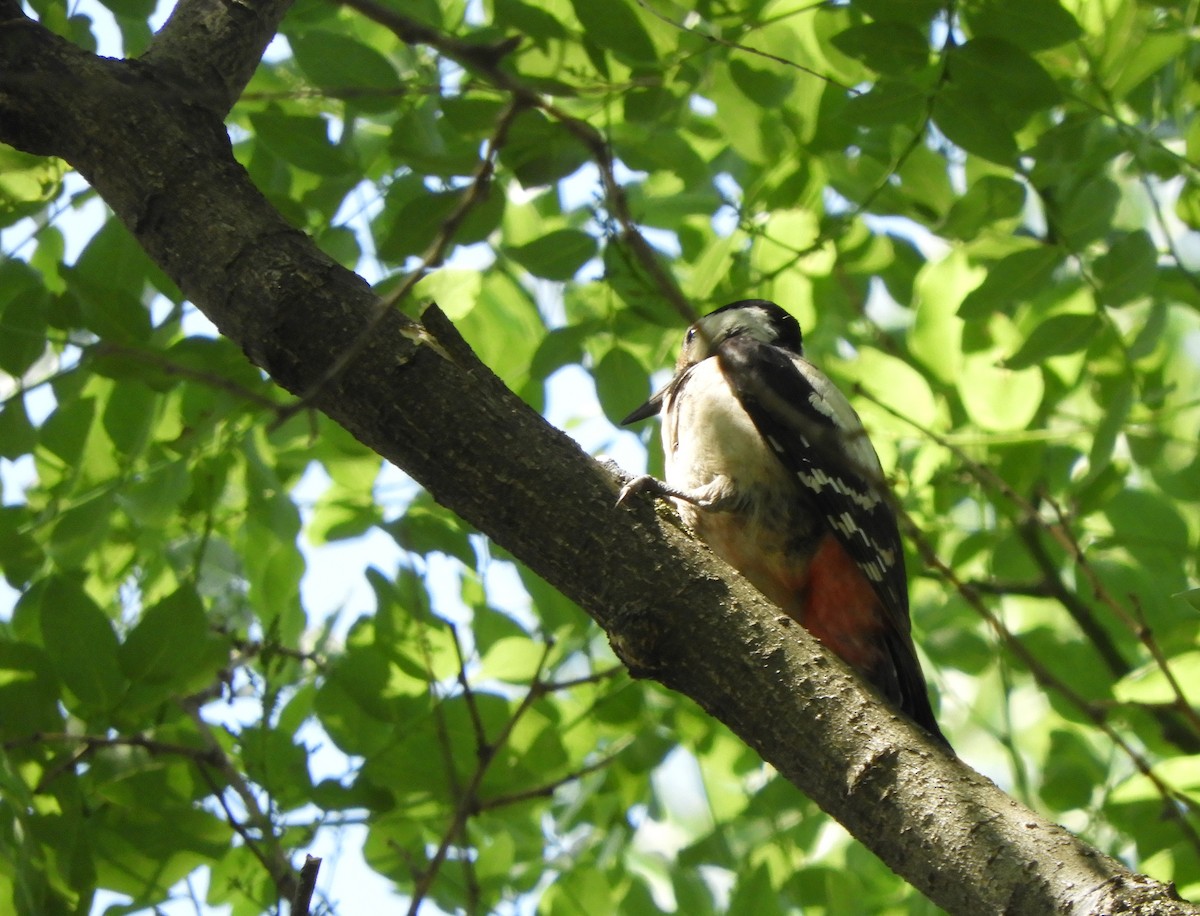 Syrian Woodpecker - ML620059909